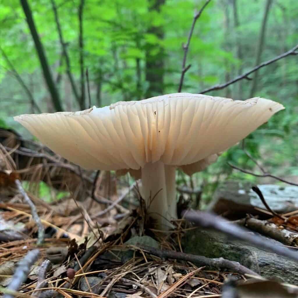 little pine state park mushroom 2