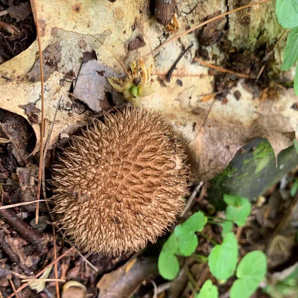 little pine state park mushroom 6