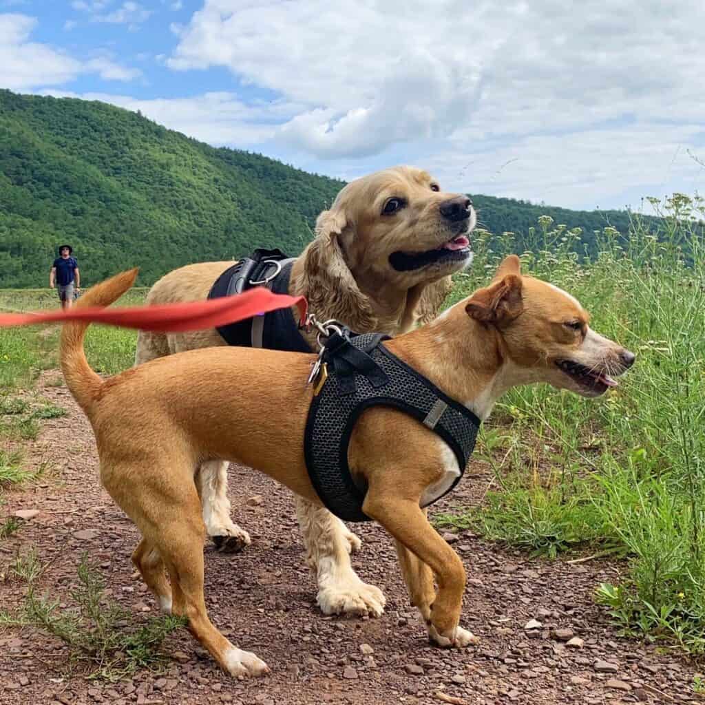 hazel and franklin at little pine state park laughing