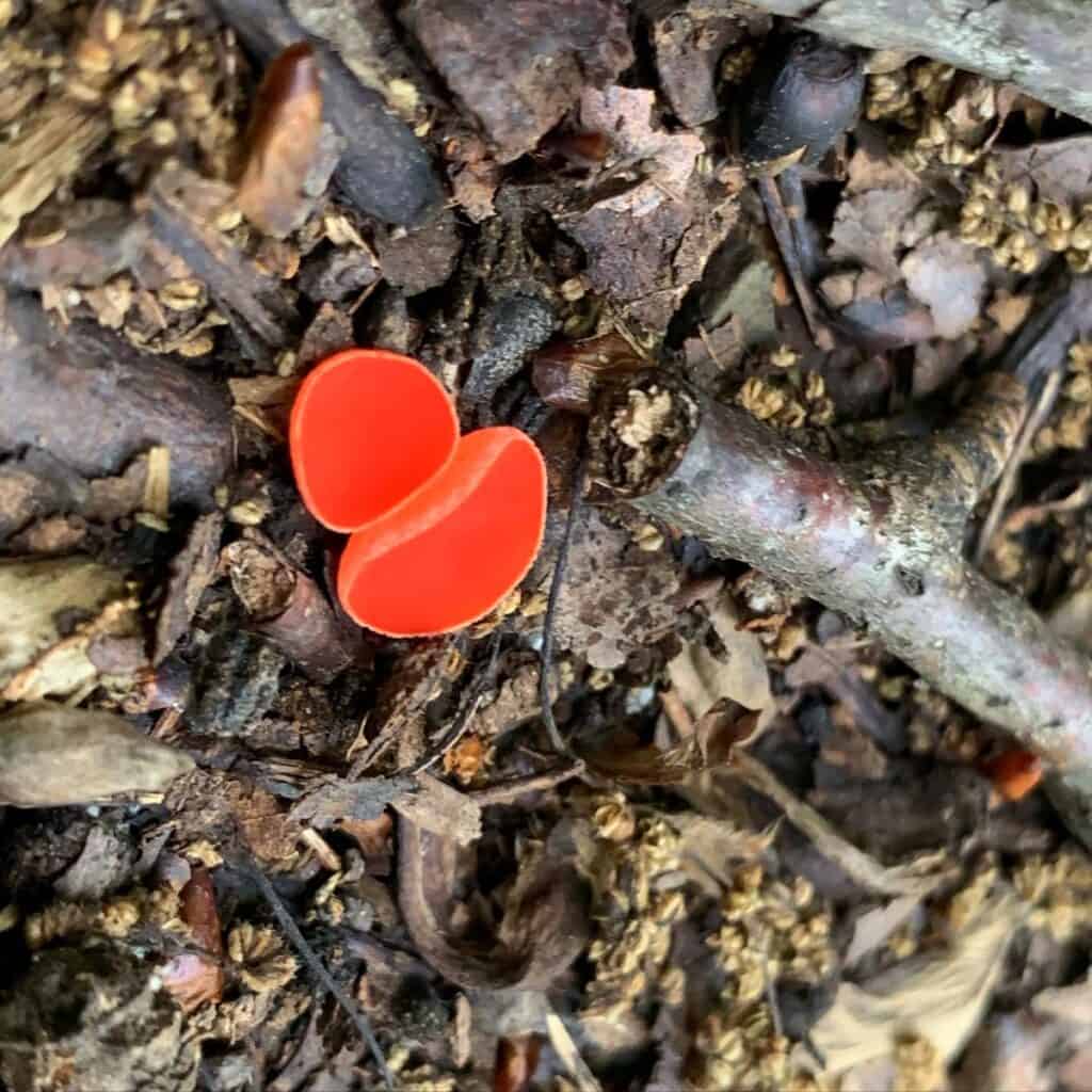 little pine state park mushroom 3