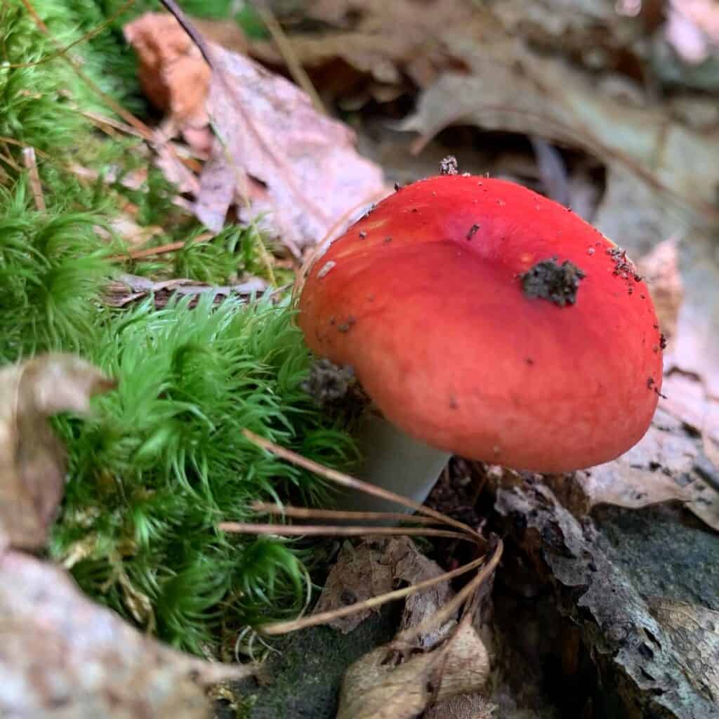 little pine state park mushroom 1
