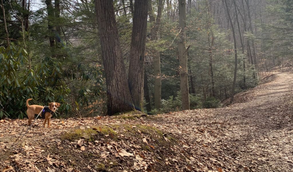 Hazel at Ohiopyle Trails