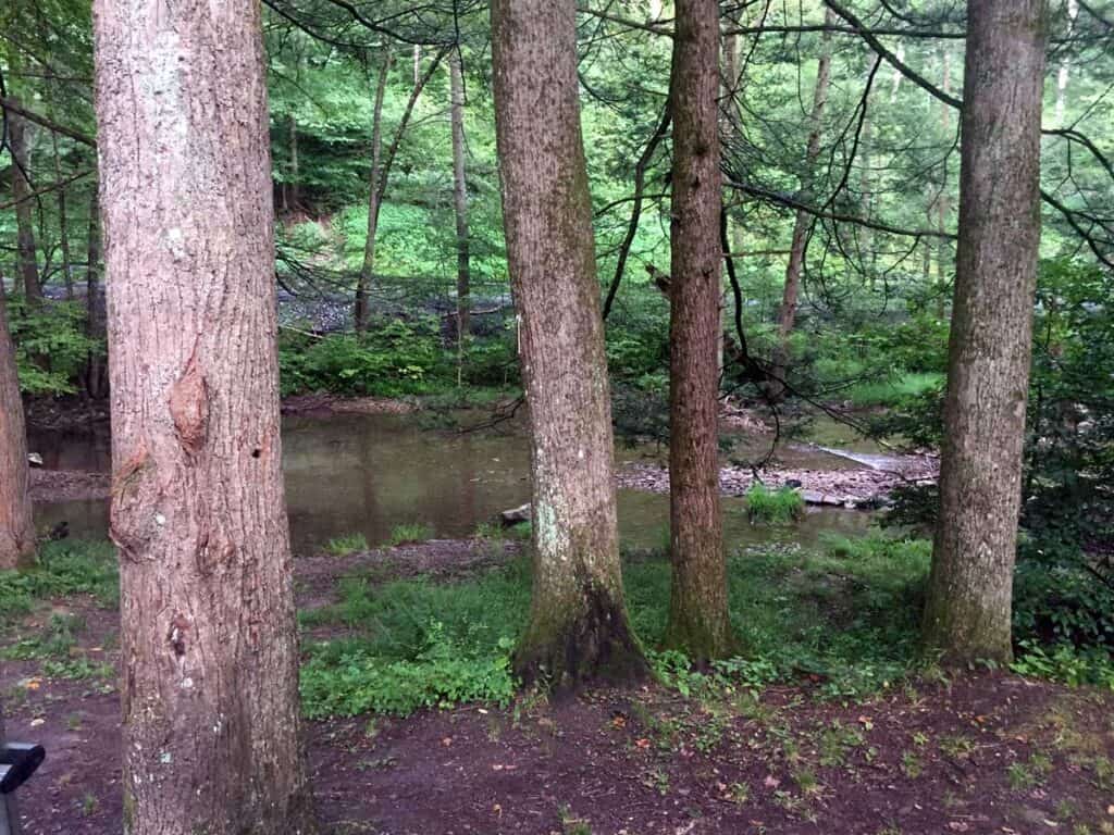 Hyner Run Campground Back Window View