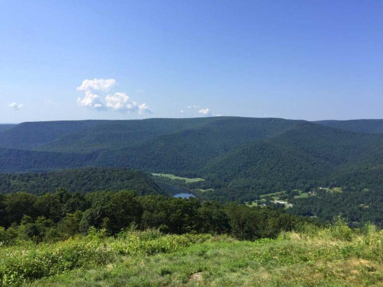 hyner view state park tree side