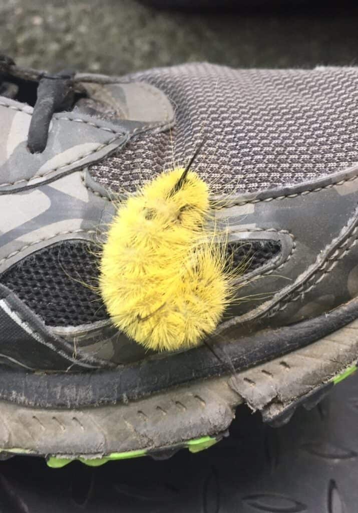 West Branch State Park caterpillar