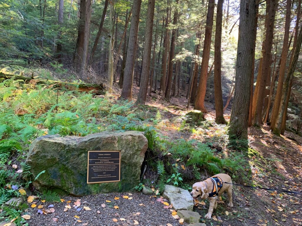 cook forest state park stone with franklin