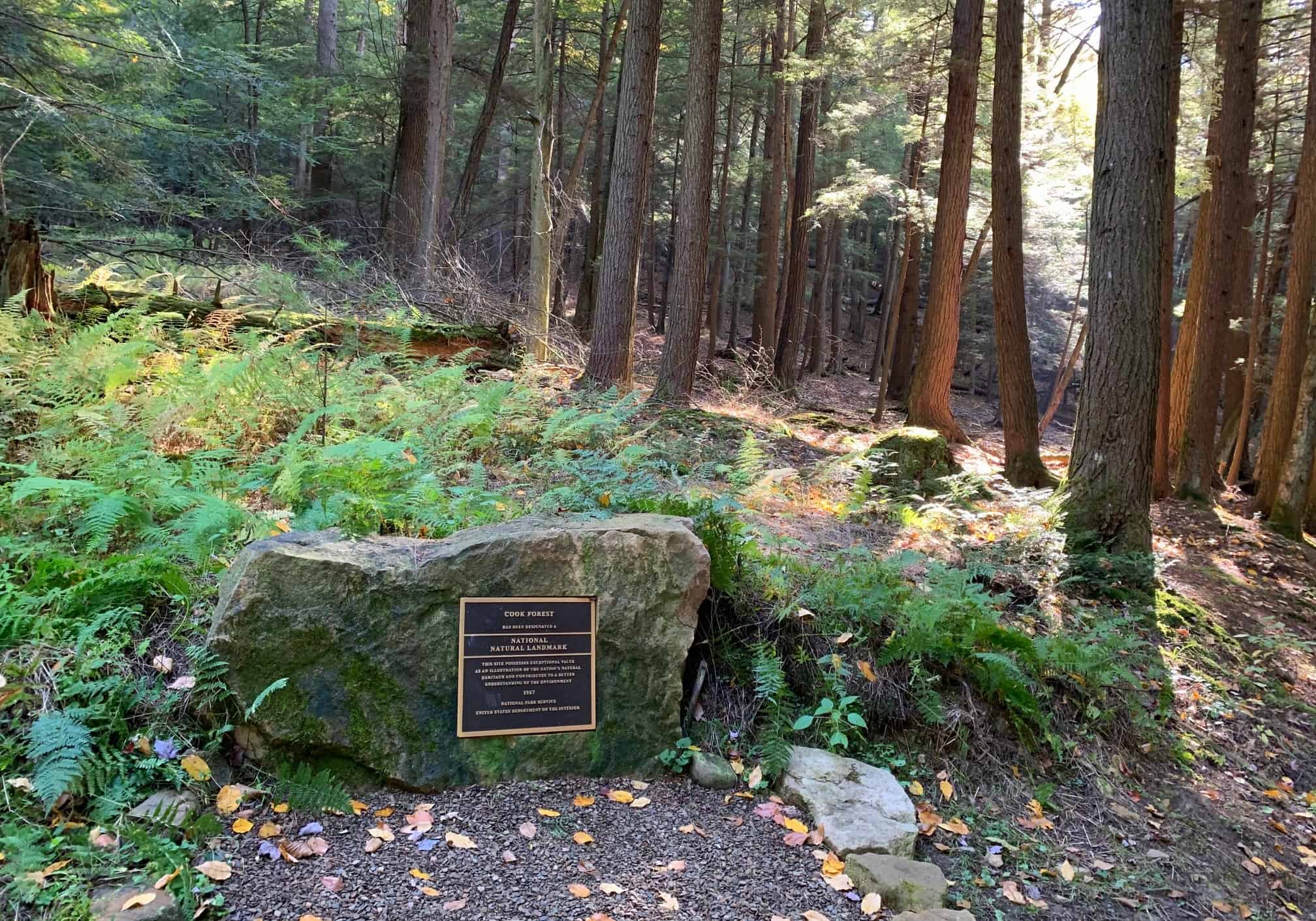 cook forest trailhead