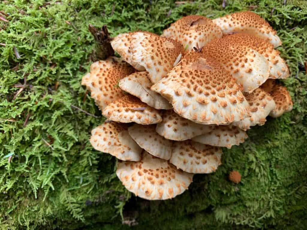 mushroom 1 in cook forest