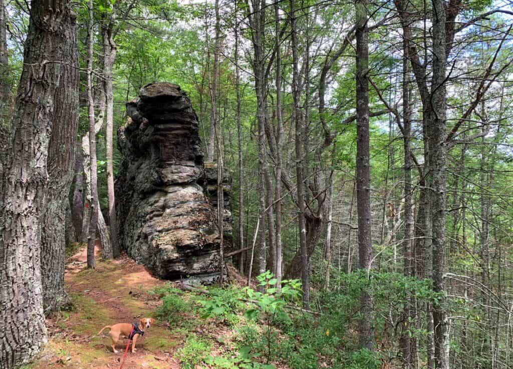 Hazel at the top of Mid State Trail in Little Pine State Park