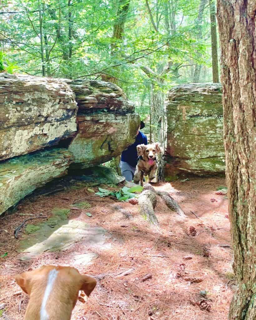 franklin on mid state trail at little pine state park