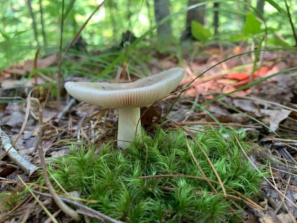 north bend state park mushrooms 4