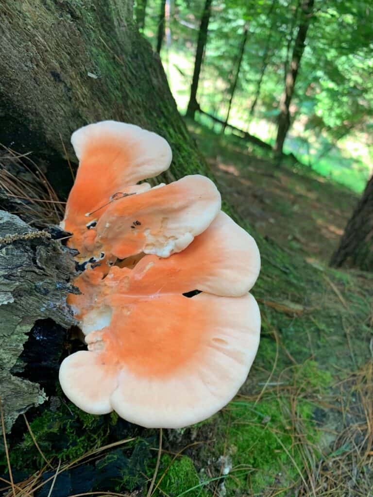 north bend state park mushrooms 2