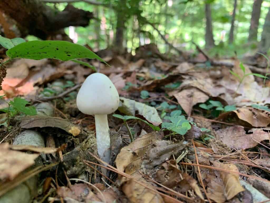 north bend state park mushrooms 3
