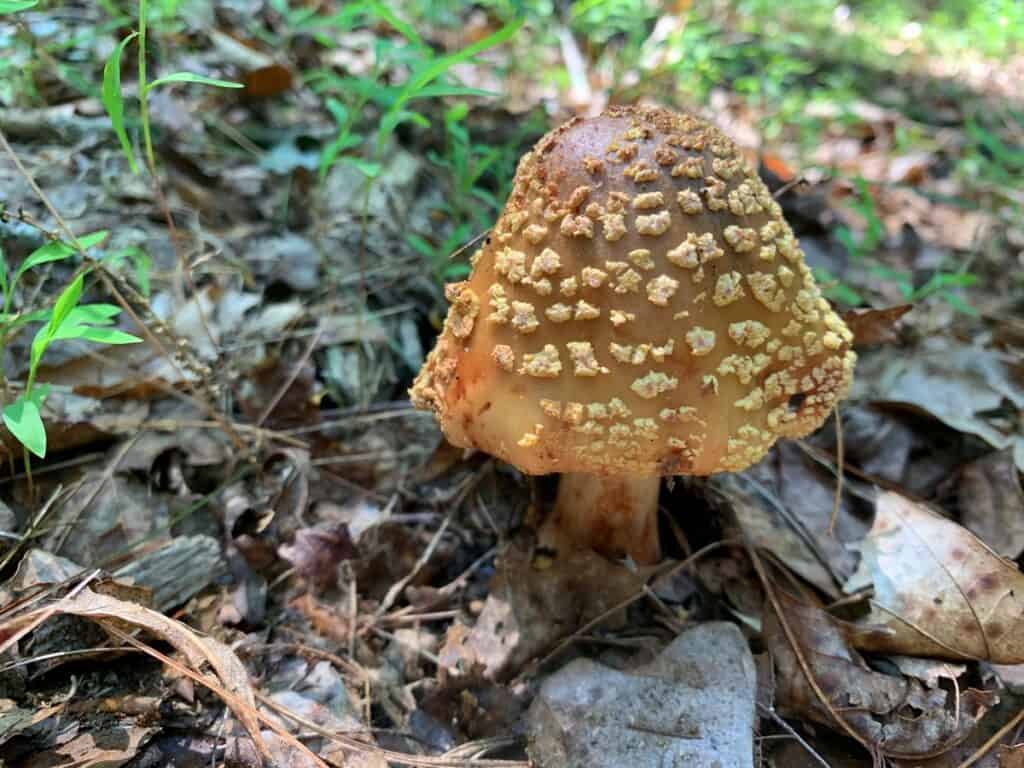 north bend state park mushrooms 1