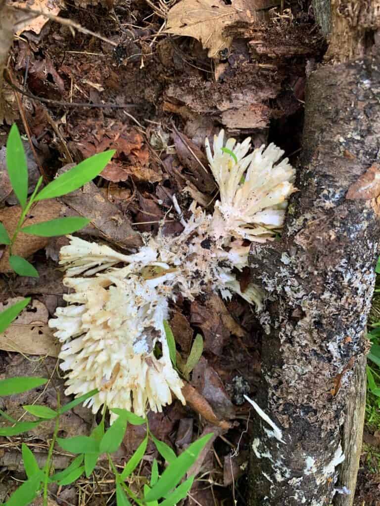 north bend state park mushrooms 5