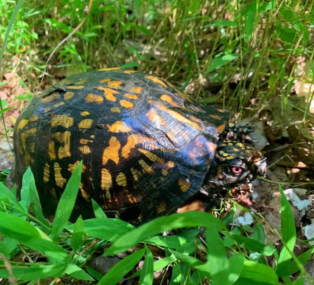 woodland box turtle in west virginia