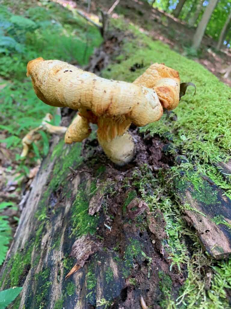 north bend state park mushrooms 6