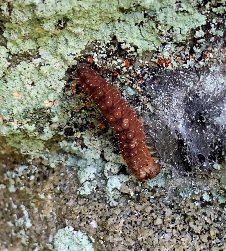 dagger moth at north bend state park
