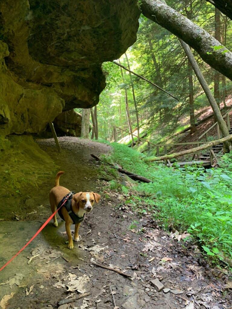 overlook trail hazel in north bend state park