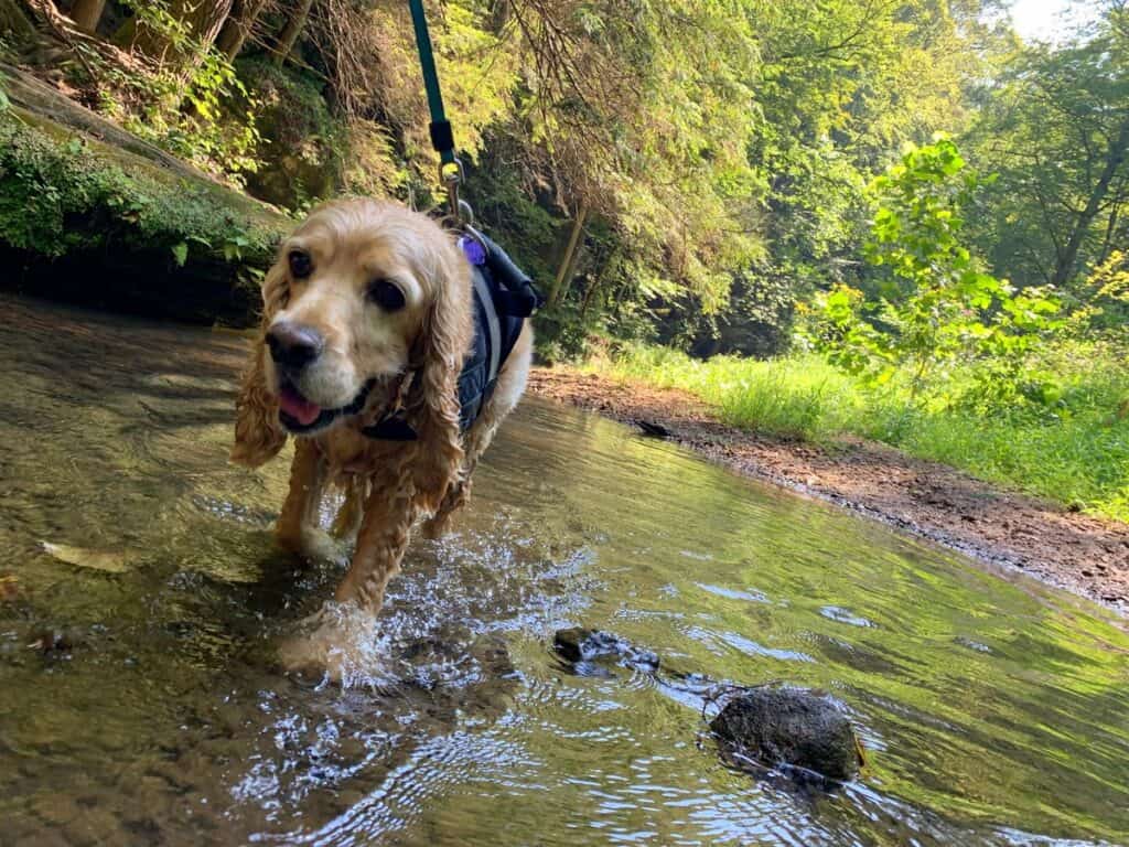 franklin creek walking at hocking hills