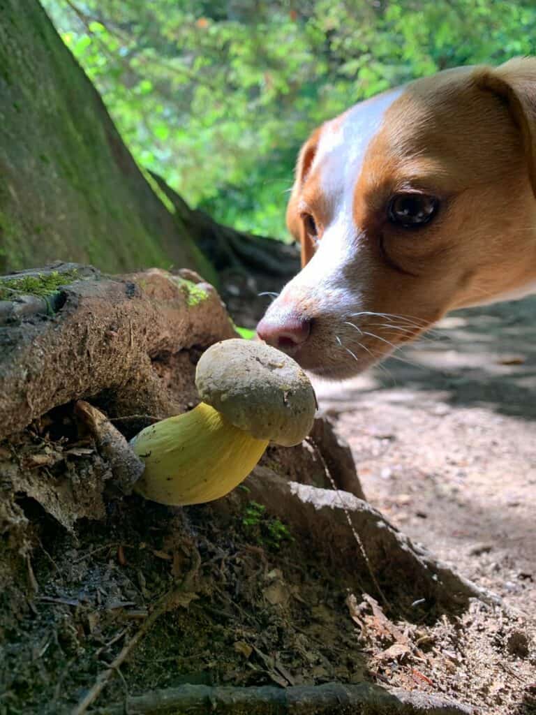 hazel and the mushroom at hocking hills state park