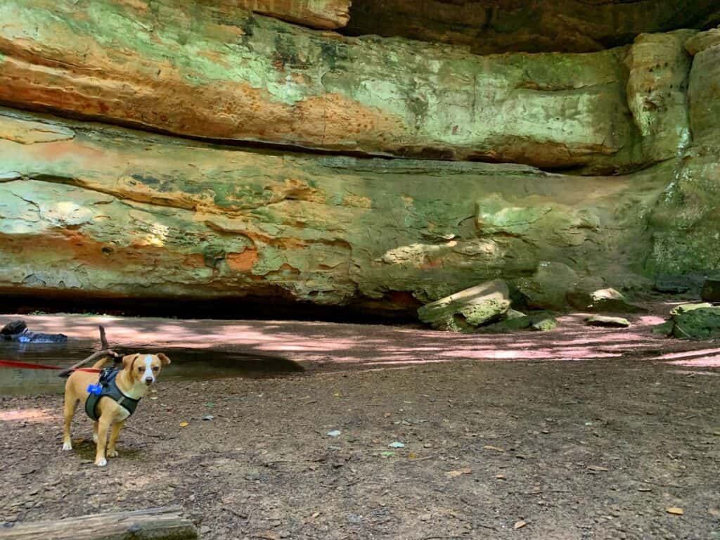 hazel near cedar falls hocking hills