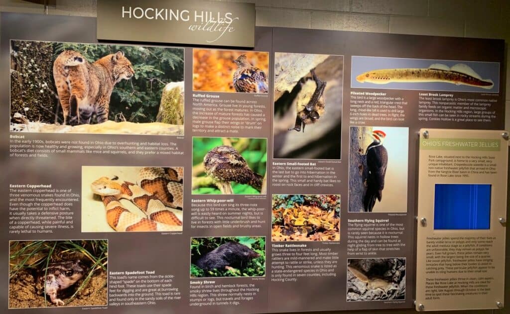 animals of hocking hills state park
