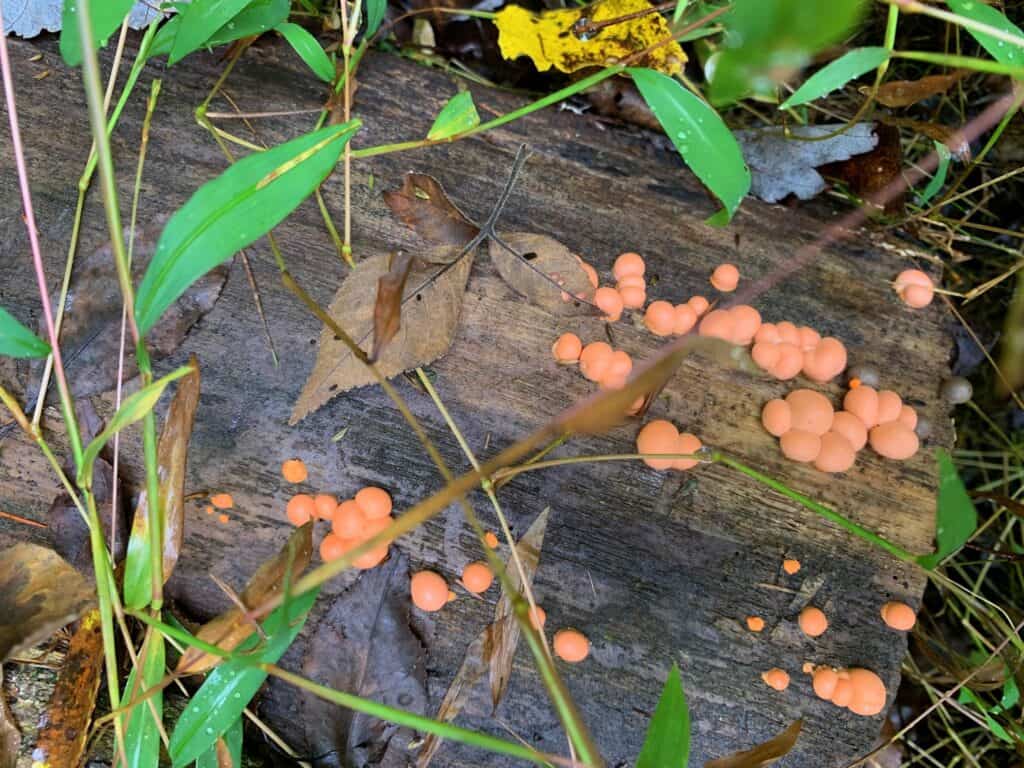 keystone state park orangey fungi