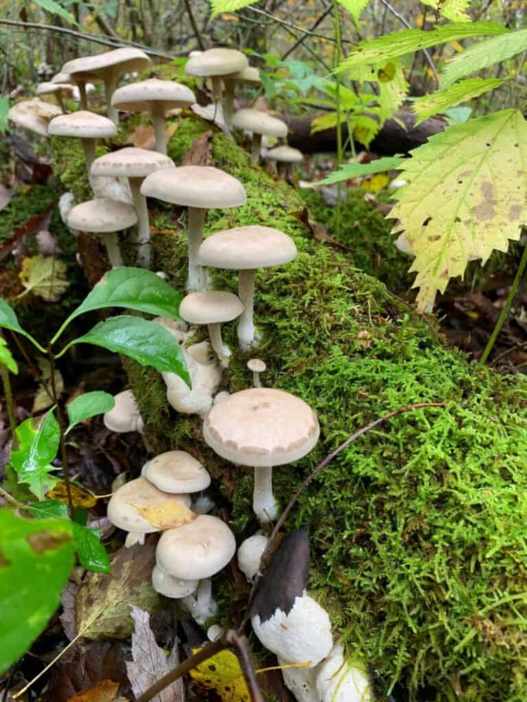 keystone state park mushroom collective
