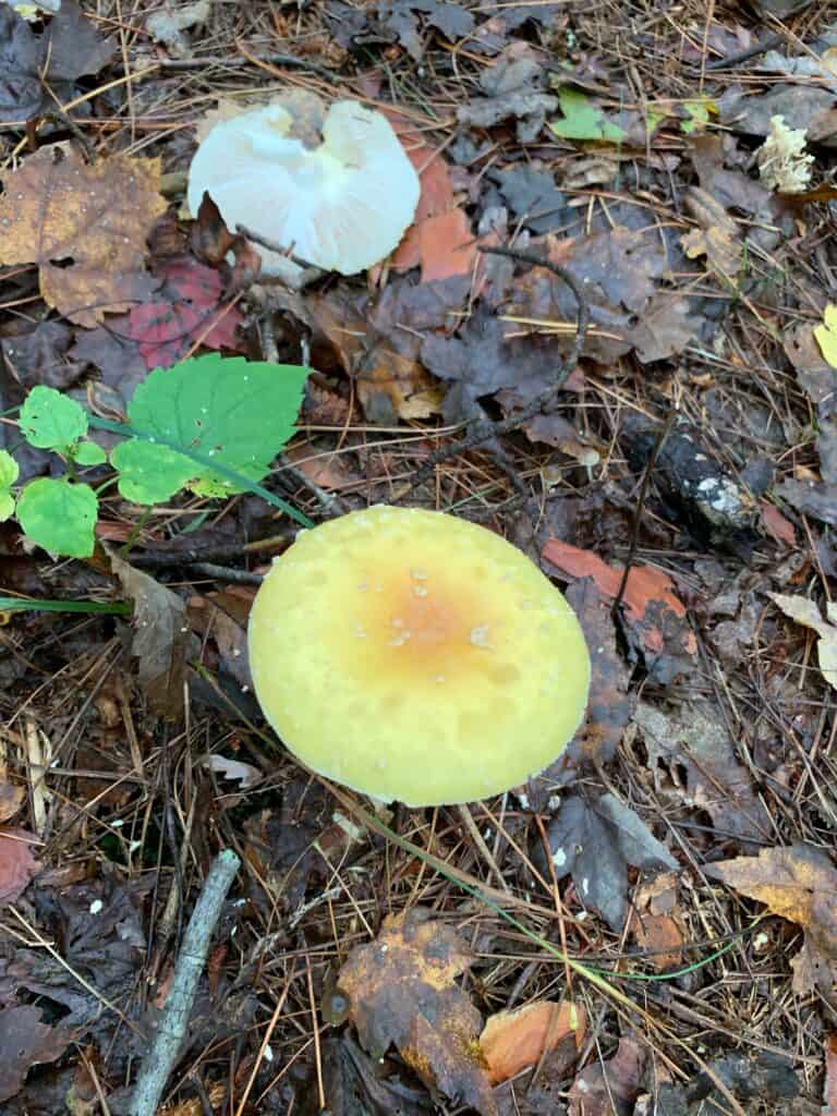 keystone state park mushroom yellow