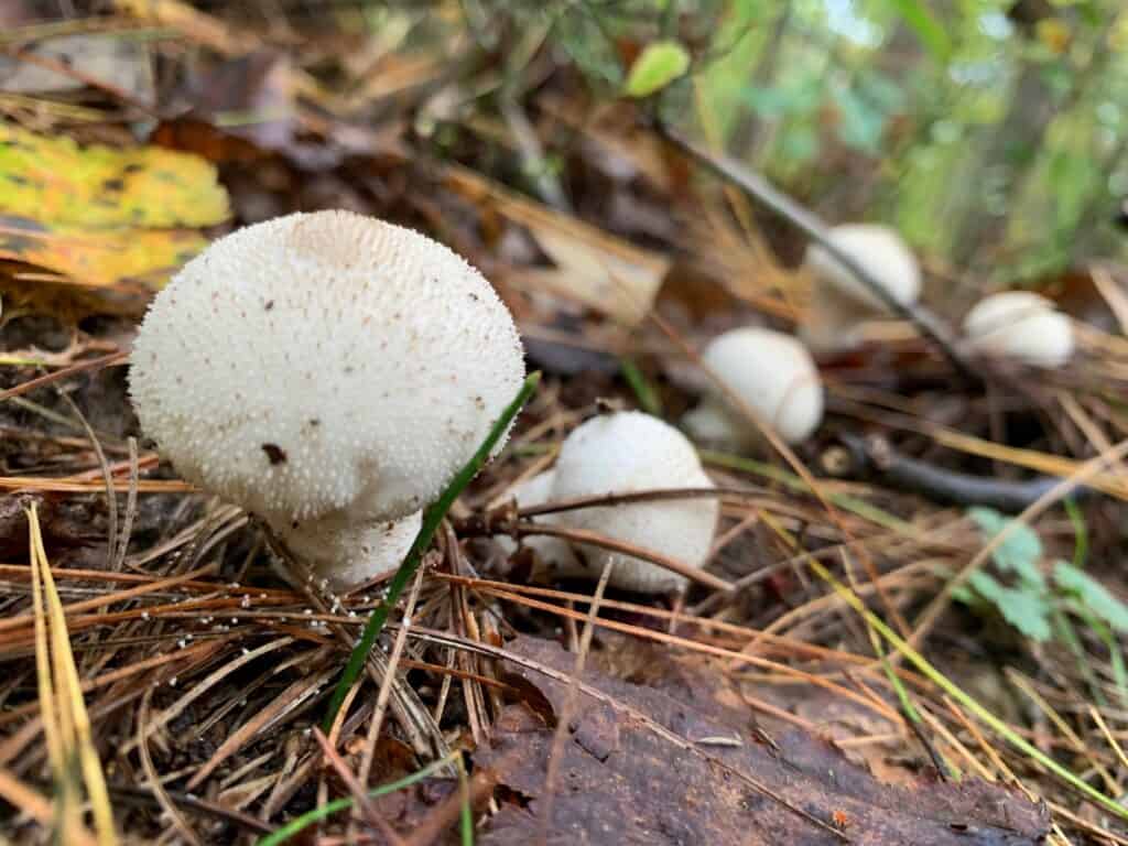 keystone state park mushroom whites
