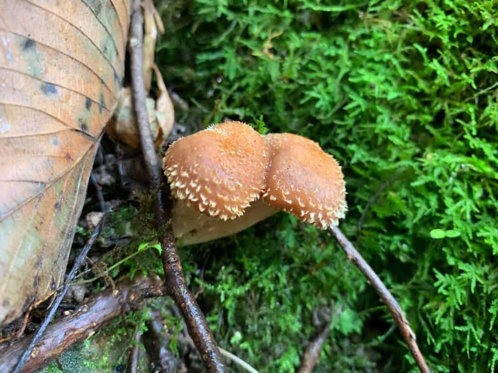 keystone state park sporey mushroom