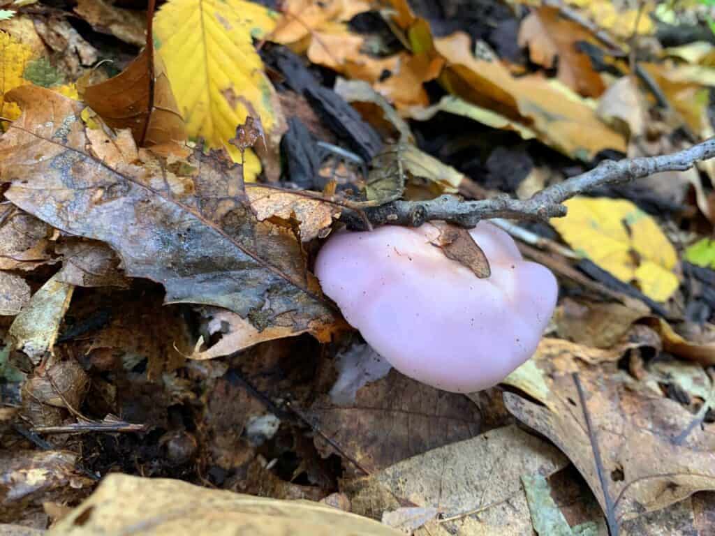 keystone state park mushroom purple