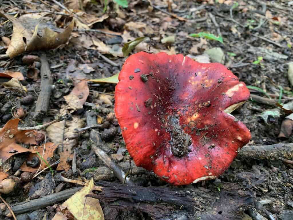 keystone state park red mushroom