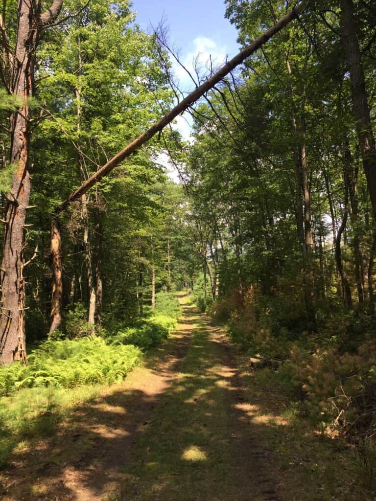 long fork loop trail