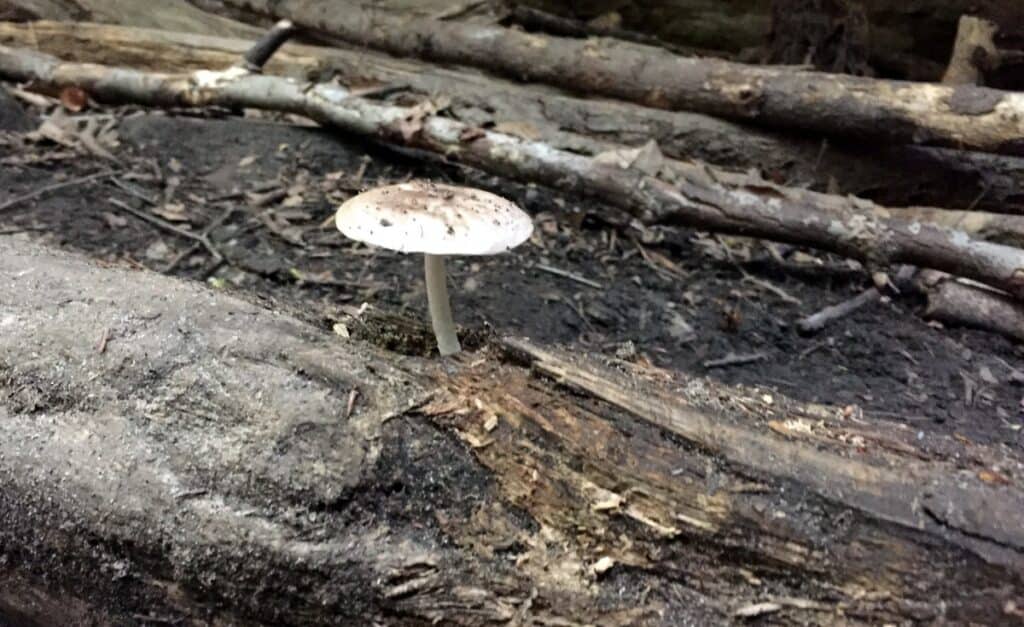 West Branch State Park Mushrooms 4