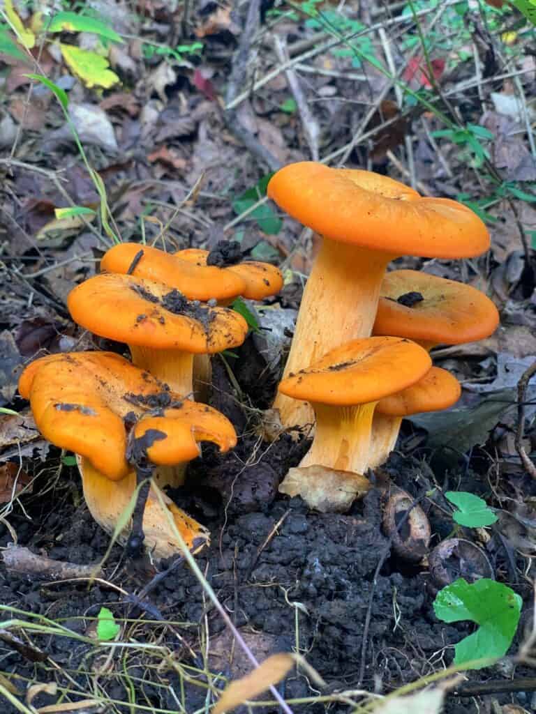 twin lakes park orange mushrooms
