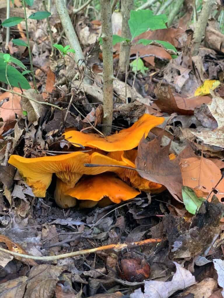 twin lakes park orange fungi