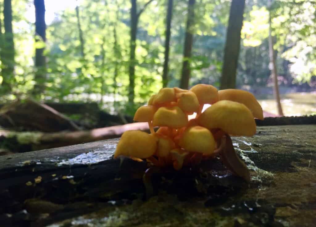 West Branch State Park Mushrooms 3