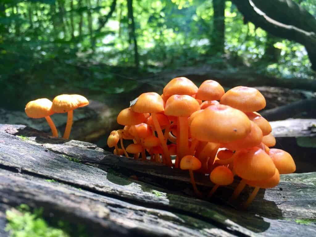 West Branch State Park Mushrooms 2