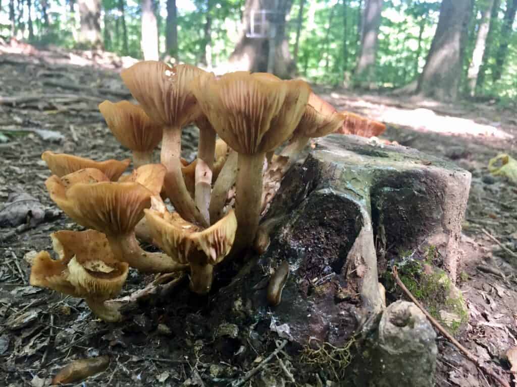 West Branch State Park Mushrooms 1