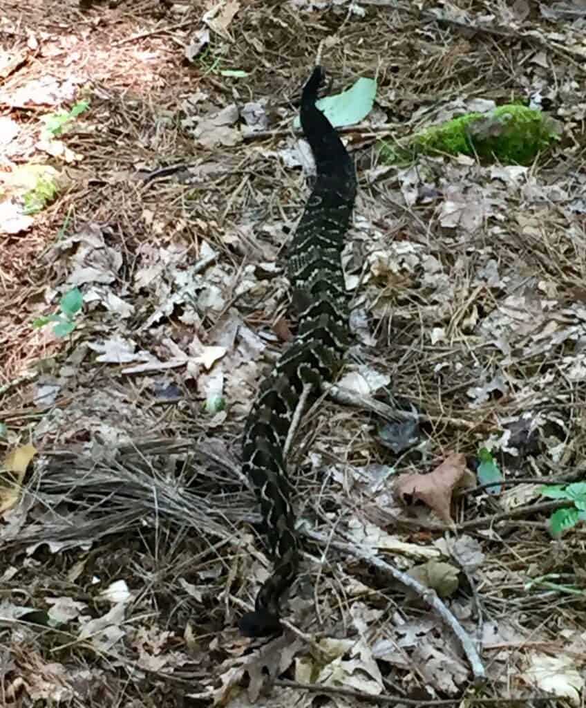 timber rattlesnake 2