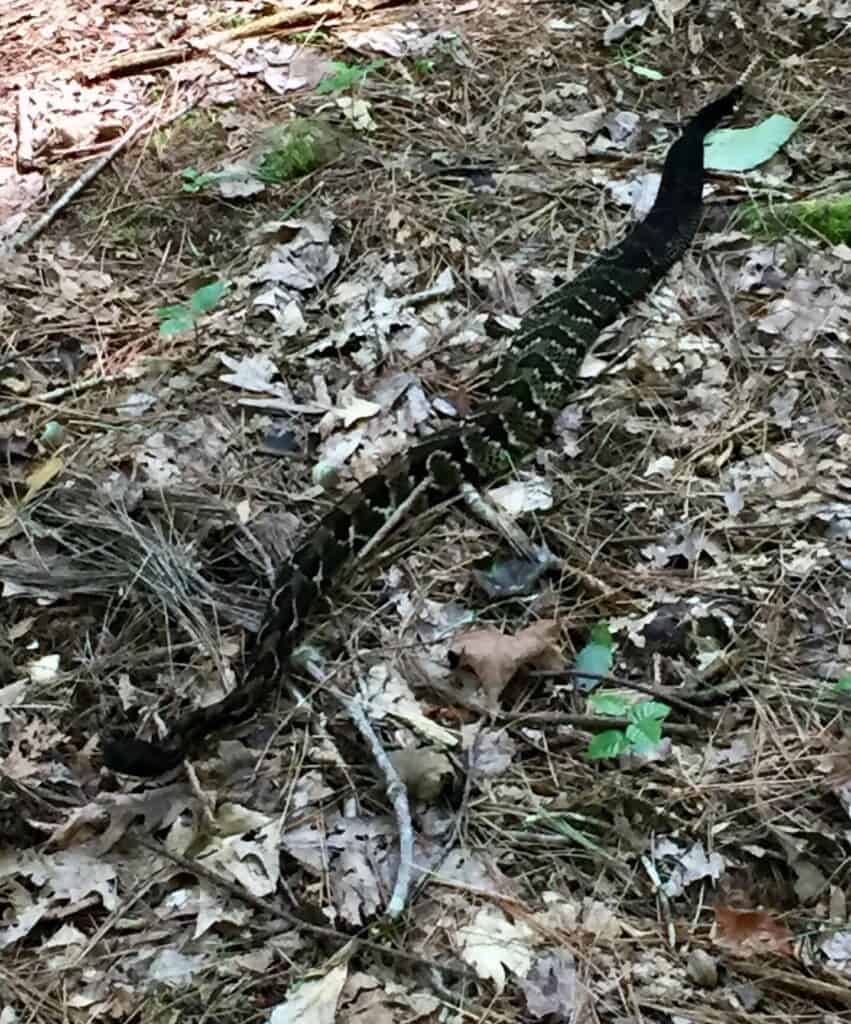 timber rattlesnake 1