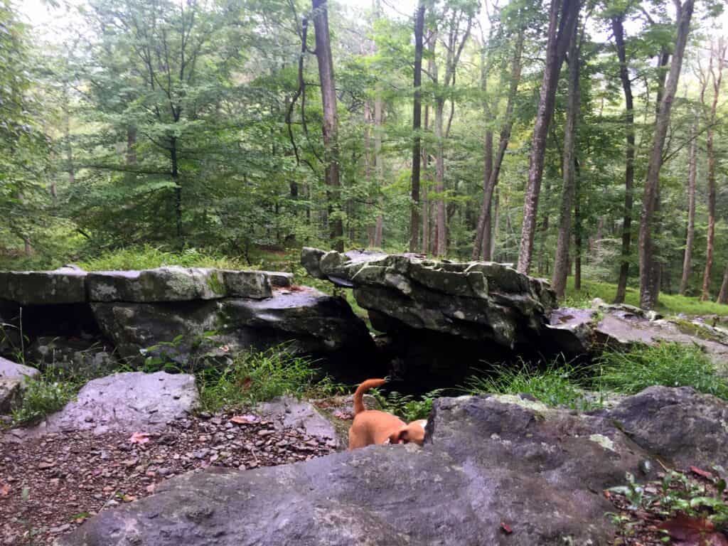 Hazel hiding in Cunningham Falls State Park