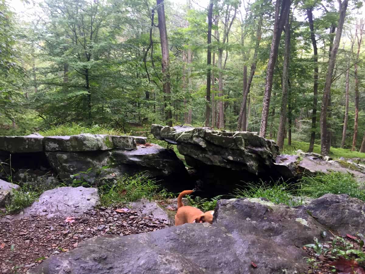 Trip Report: Cunningham Falls State Park in Maryland - Road Trip Tails