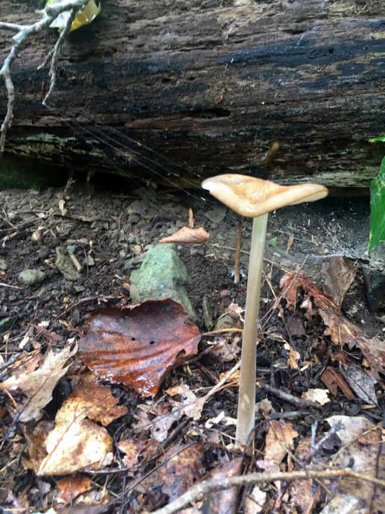 cunningham state park mushroom
