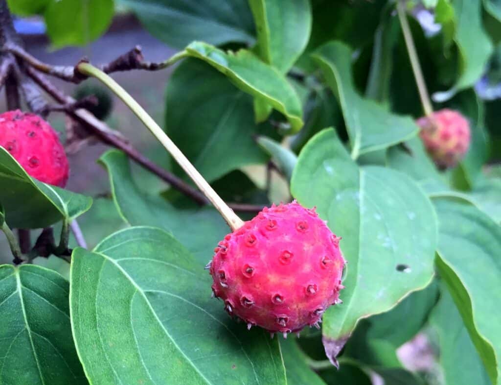 cunningham falls state park dogwood berry