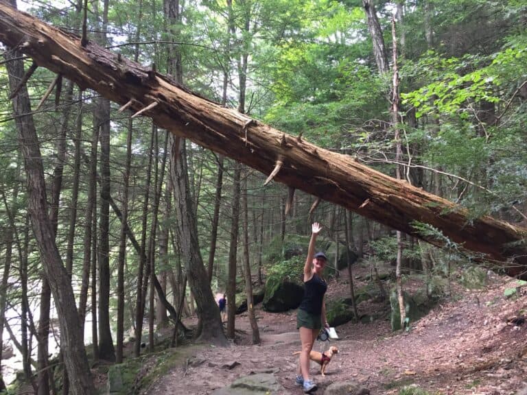 kildoo trail tree in mcconnells mill state park