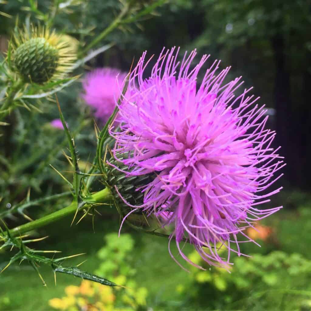 cunningham falls state park wildflower