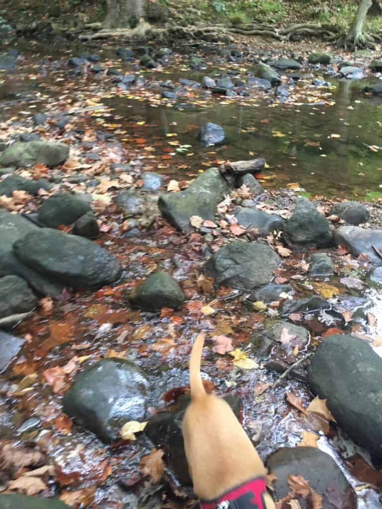 hazel in the holly river